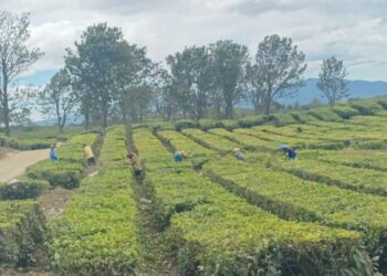 Aktivitas sehari-hari para pekerja pemetik daun teh di Kebun Teh Bah Butong, Kecamatan Sidamanik, Kabupaten Simalungun.(simantab/putra purba)