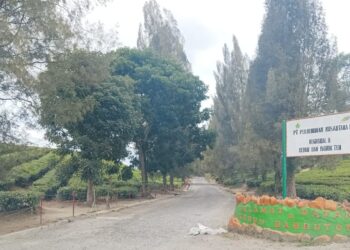 Rencana optimalisasi kebun teh Bah Butong, Kecamatan Sidamanik, Kabupaten Simalungun milik PTPN IV menjadi perkebunan kelapa sawit masih memicu perdebatan sengit di masyarakat.(Simantab/Putra Purba)