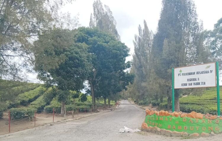 Rencana optimalisasi kebun teh Bah Butong, Kecamatan Sidamanik, Kabupaten Simalungun milik PTPN IV menjadi perkebunan kelapa sawit masih memicu perdebatan sengit di masyarakat.(Simantab/Putra Purba)