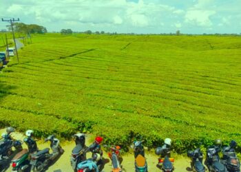 Salah satu spot pemandangan ke arah kebun teh dari salah satu warung kopi di sekitarnya, memberi nilai tambah.(Simantab/Putra Purba)