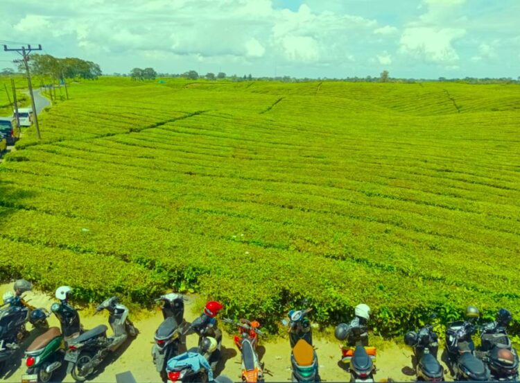 Salah satu spot pemandangan ke arah kebun teh dari salah satu warung kopi di sekitarnya, memberi nilai tambah.(Simantab/Putra Purba)