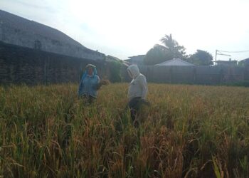 Para petani di Kecamatan Siantar Marimbun, sedang panen di tengah himpitan alih fungsi lahan.(Simantab/Putra Purba)