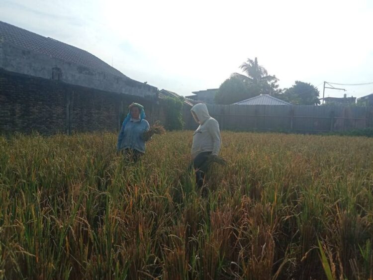 Para petani di Kecamatan Siantar Marimbun, sedang panen di tengah himpitan alih fungsi lahan.(Simantab/Putra Purba)