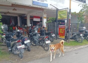 Seekor anjing terlihat bebas berkeliaran di jalanan. Lonjakan kasus gigitan rabies di Simalungun salah satunya dipicu hewan peliharaan yang dilepas tanpa pengendalian.(Simantab/Putra Purba)