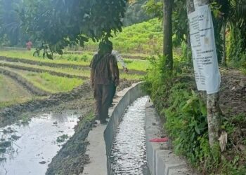 Staf DKPP meninjau kondisi saluran irigasi di areal persawahan BP Nauli.(Simantab/Putra Purba)