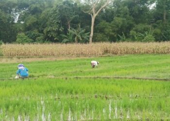Sejumlah petani mengolah lahan persawahannya di Kabupaten Simalungun.(Simantab/Putra Purba)