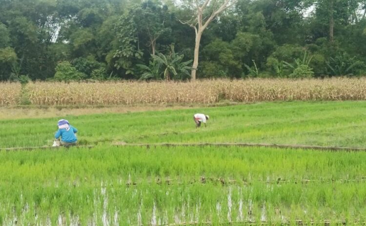 Sejumlah petani mengolah lahan persawahannya di Kabupaten Simalungun.(Simantab/Putra Purba)