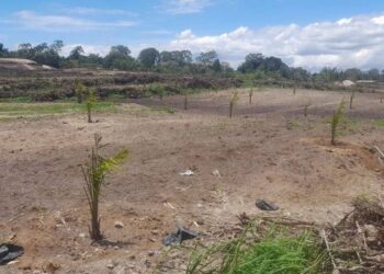 Penampakan tanaman sawit di 125 hektare eks lahan teh di Nagori Bandar Manik oleh PTPN IV. (Simantab/Putra Purba)