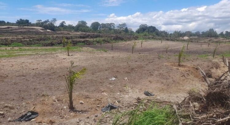 Penampakan tanaman sawit di 125 hektare eks lahan teh di Nagori Bandar Manik oleh PTPN IV. (Simantab/Putra Purba)