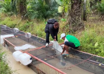 Penaburan bibit ikan nila dan gurame keramba ke dalam bondar pada Bumnag Nagori Sordang Bolon, Kecamatan Ujung Padang, Kabupaten Simalungun.(Simantab/Putra Purba)
