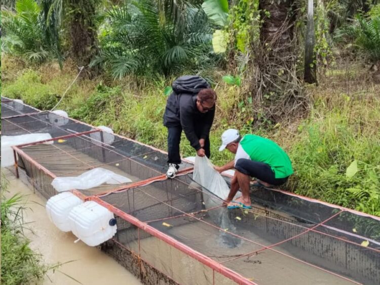 Penaburan bibit ikan nila dan gurame keramba ke dalam bondar pada Bumnag Nagori Sordang Bolon, Kecamatan Ujung Padang, Kabupaten Simalungun.(Simantab/Putra Purba)